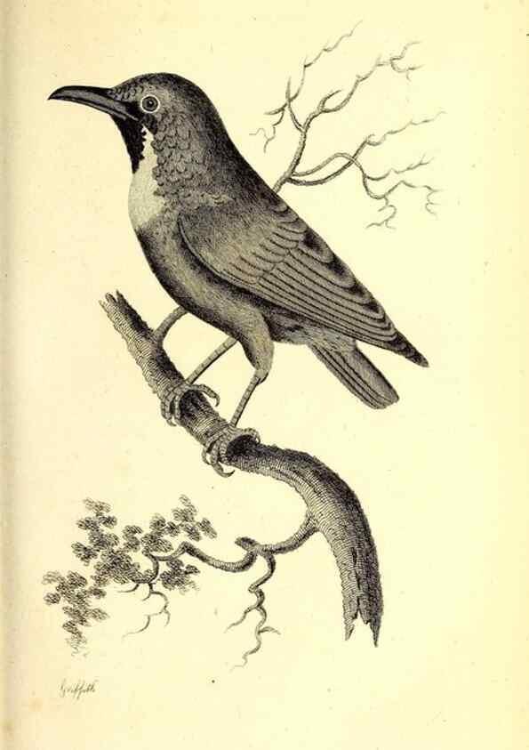 Reproducción/Reproduction 49830118748: General zoology, or Systematic natural history. London,Printed for G. Kearsley,1800-1826.. 
