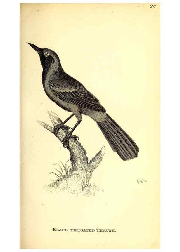 Reproducción/Reproduction 49830651451: General zoology, or Systematic natural history. London,Printed for G. Kearsley,1800-1826.. 