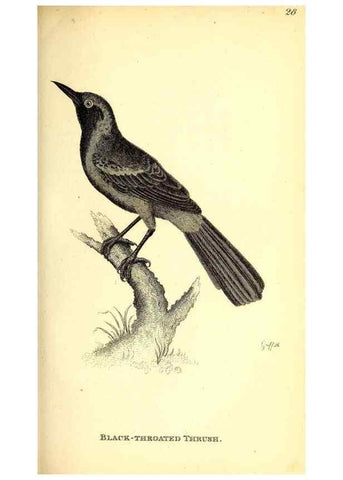 Reproducción/Reproduction 49830651451: General zoology, or Systematic natural history. London,Printed for G. Kearsley,1800-1826.. 