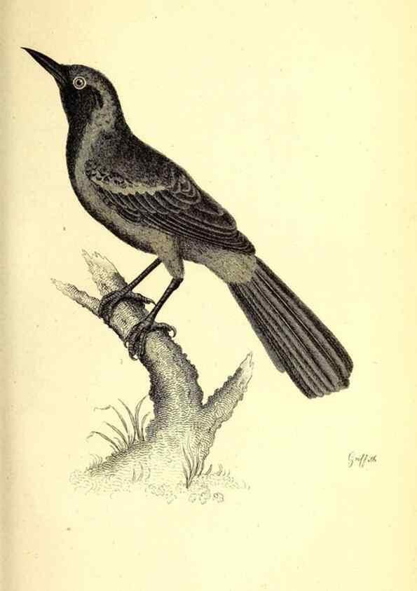 Reproducción/Reproduction 49830651451: General zoology, or Systematic natural history. London,Printed for G. Kearsley,1800-1826.. 