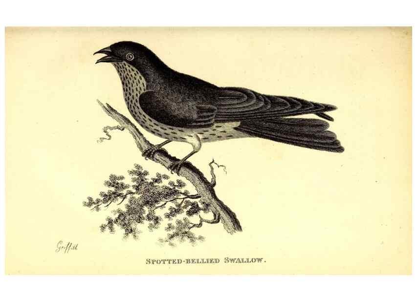 Reproducción/Reproduction 49830646126: General zoology, or Systematic natural history. London,Printed for G. Kearsley,1800-1826.. 