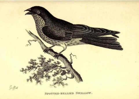 Reproducción/Reproduction 49830646126: General zoology, or Systematic natural history. London,Printed for G. Kearsley,1800-1826.. 
