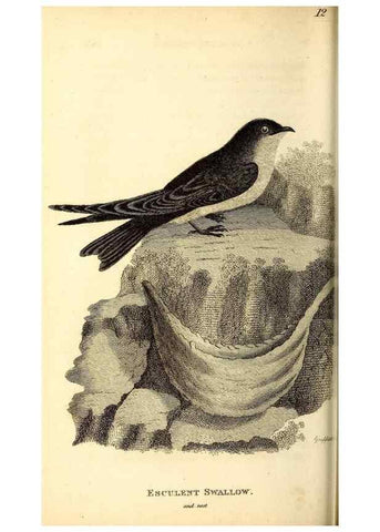 Reproducción/Reproduction 49830955202: General zoology, or Systematic natural history. London,Printed for G. Kearsley,1800-1826.. 