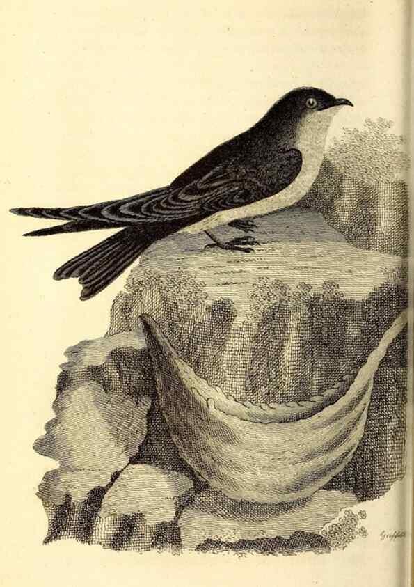 Reproducción/Reproduction 49830955202: General zoology, or Systematic natural history. London,Printed for G. Kearsley,1800-1826.. 
