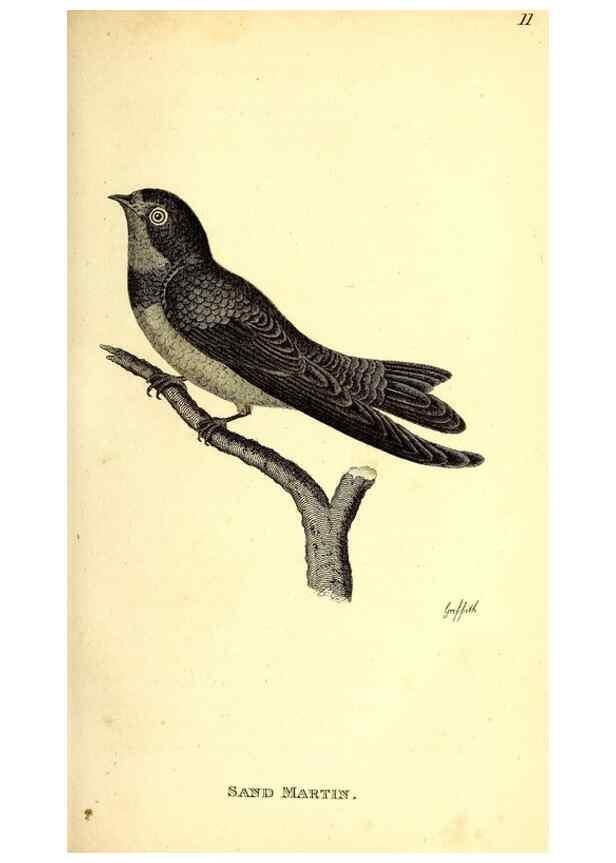 Reproducción/Reproduction 49830645426: General zoology, or Systematic natural history. London,Printed for G. Kearsley,1800-1826.. 
