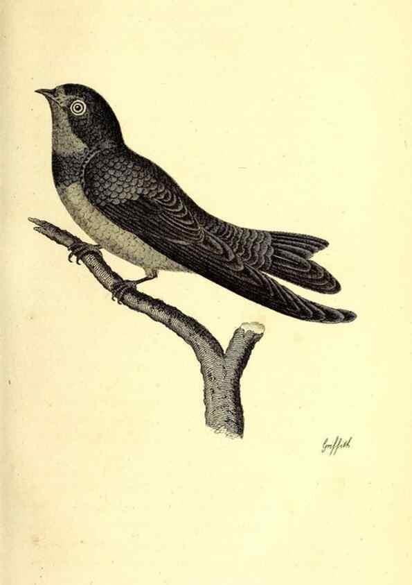 Reproducción/Reproduction 49830645426: General zoology, or Systematic natural history. London,Printed for G. Kearsley,1800-1826.. 