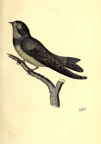 Reproducción/Reproduction 49830645426: General zoology, or Systematic natural history. London,Printed for G. Kearsley,1800-1826.. 