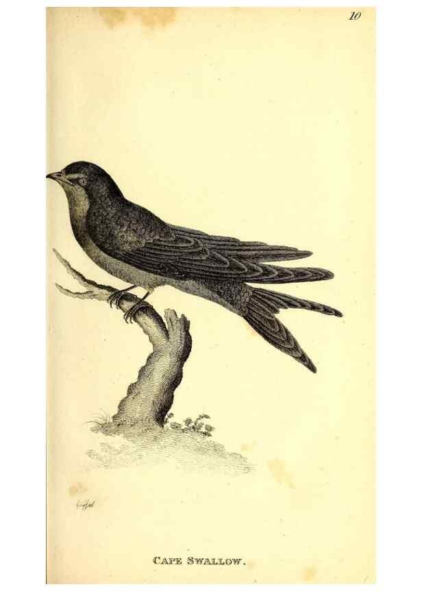 Reproducción/Reproduction 49830113073: General zoology, or Systematic natural history. London,Printed for G. Kearsley,1800-1826.. 