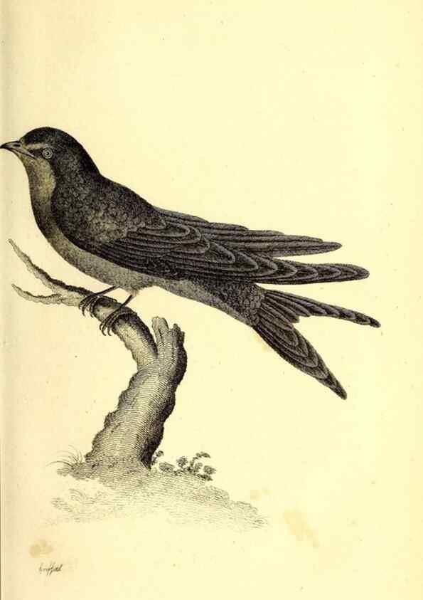 Reproducción/Reproduction 49830113073: General zoology, or Systematic natural history. London,Printed for G. Kearsley,1800-1826.. 