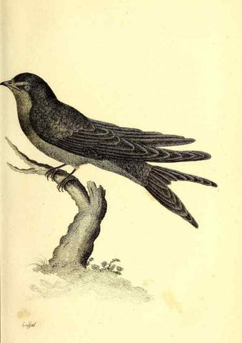 Reproducción/Reproduction 49830113073: General zoology, or Systematic natural history. London,Printed for G. Kearsley,1800-1826.. 