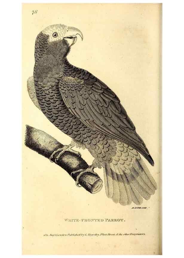 Reproducción/Reproduction 49829660278: General zoology, or Systematic natural history. London,Printed for G. Kearsley,1800-1826.. 