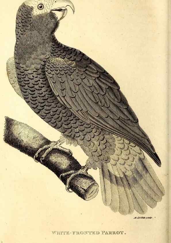 Reproducción/Reproduction 49829660278: General zoology, or Systematic natural history. London,Printed for G. Kearsley,1800-1826.. 