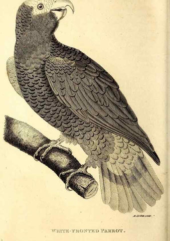 Reproducción/Reproduction 49829660278: General zoology, or Systematic natural history. London,Printed for G. Kearsley,1800-1826.. 