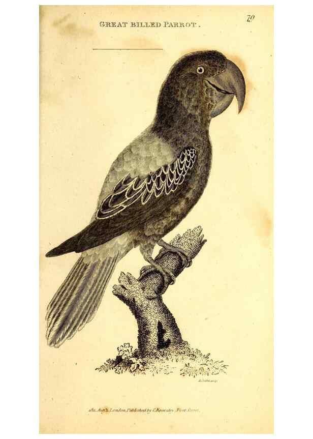 Reproducción/Reproduction 49830192231: General zoology, or Systematic natural history. London,Printed for G. Kearsley,1800-1826.. 