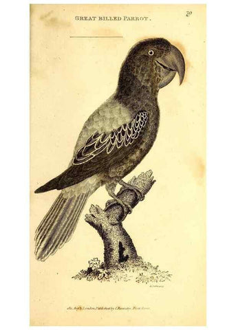 Reproducción/Reproduction 49830192231: General zoology, or Systematic natural history. London,Printed for G. Kearsley,1800-1826.. 