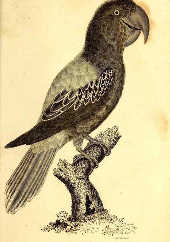 Reproducción/Reproduction 49830192231: General zoology, or Systematic natural history. London,Printed for G. Kearsley,1800-1826.. 