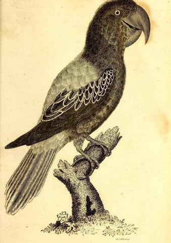 Reproducción/Reproduction 49830192231: General zoology, or Systematic natural history. London,Printed for G. Kearsley,1800-1826.. 