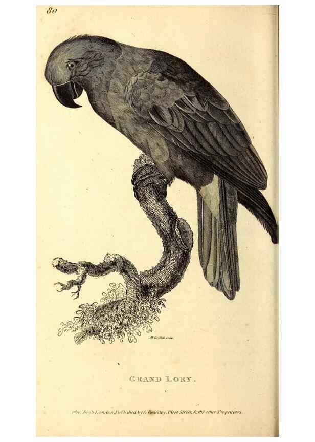 Reproducción/Reproduction 49830499917: General zoology, or Systematic natural history. London,Printed for G. Kearsley,1800-1826.. 