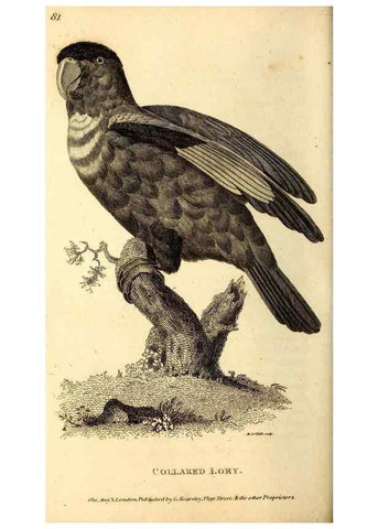 Reproducción/Reproduction 49829661263: General zoology, or Systematic natural history. London,Printed for G. Kearsley,1800-1826.. 