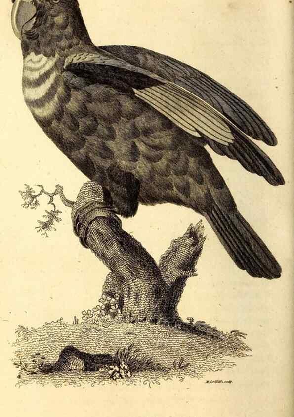 Reproducción/Reproduction 49829661263: General zoology, or Systematic natural history. London,Printed for G. Kearsley,1800-1826.. 