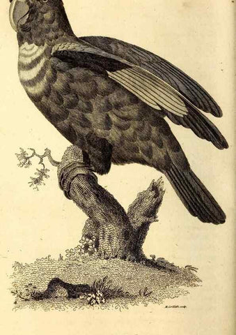Reproducción/Reproduction 49829661263: General zoology, or Systematic natural history. London,Printed for G. Kearsley,1800-1826.. 