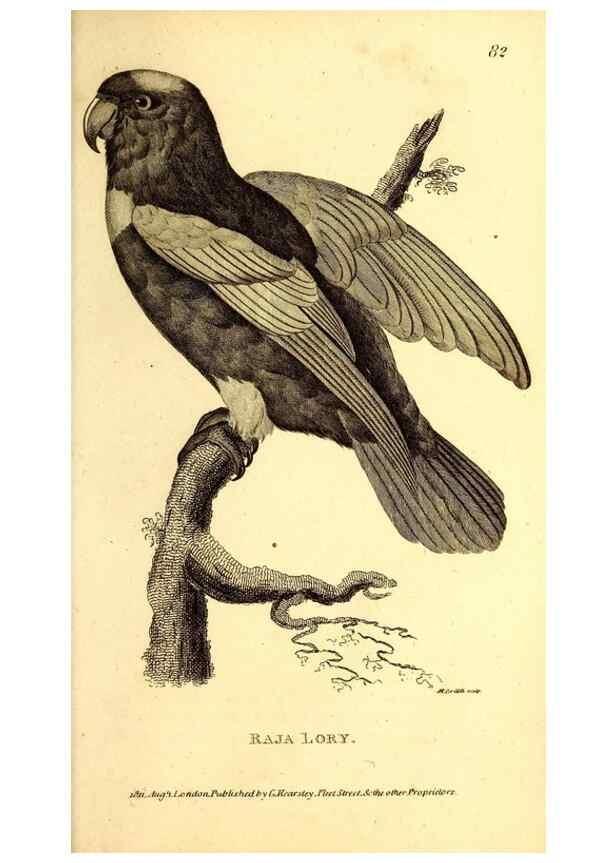 Reproducción/Reproduction 49830193291: General zoology, or Systematic natural history. London,Printed for G. Kearsley,1800-1826.. 