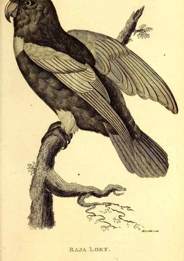 Reproducción/Reproduction 49830193291: General zoology, or Systematic natural history. London,Printed for G. Kearsley,1800-1826.. 