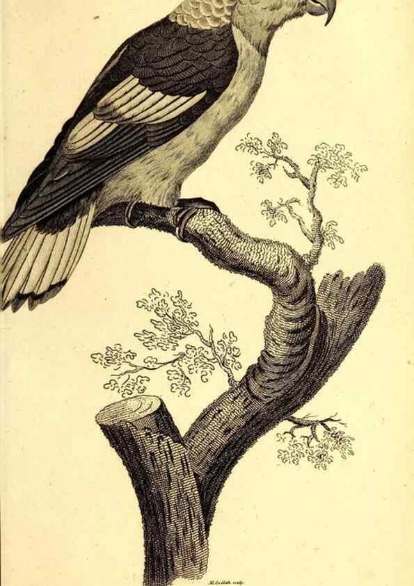 Reproducción/Reproduction 49830193601: General zoology, or Systematic natural history. London,Printed for G. Kearsley,1800-1826.. 
