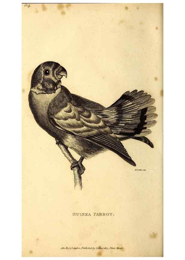 Reproducción/Reproduction 49830193886: General zoology, or Systematic natural history. London,Printed for G. Kearsley,1800-1826.. 