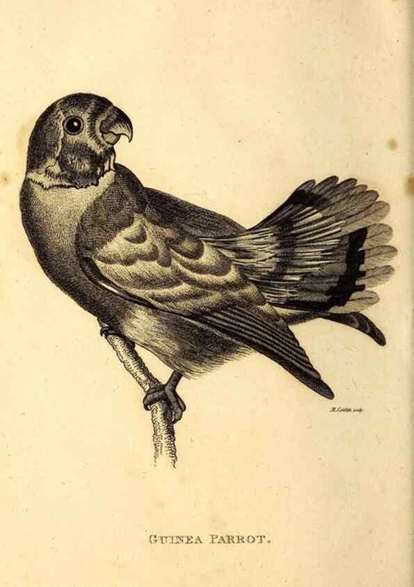 Reproducción/Reproduction 49830193886: General zoology, or Systematic natural history. London,Printed for G. Kearsley,1800-1826.. 
