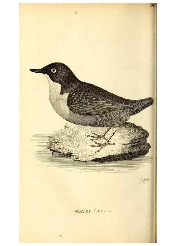 Reproducción/Reproduction 49830961157: General zoology, or Systematic natural history. London,Printed for G. Kearsley,1800-1826.. 