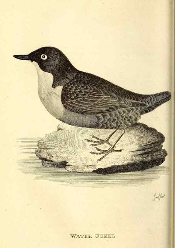 Reproducción/Reproduction 49830961157: General zoology, or Systematic natural history. London,Printed for G. Kearsley,1800-1826.. 