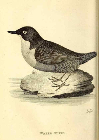 Reproducción/Reproduction 49830961157: General zoology, or Systematic natural history. London,Printed for G. Kearsley,1800-1826.. 