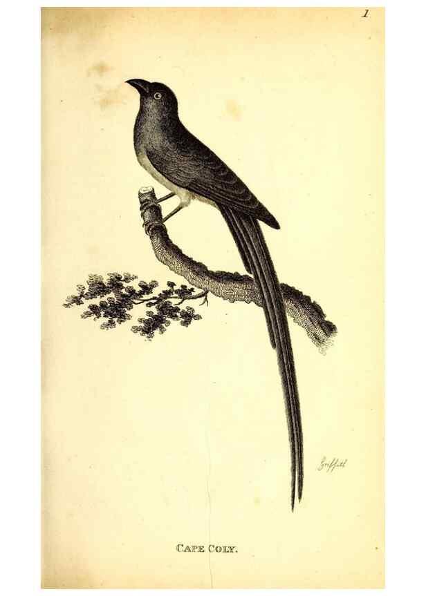Reproducción/Reproduction 49830110678: General zoology, or Systematic natural history. London,Printed for G. Kearsley,1800-1826.. 