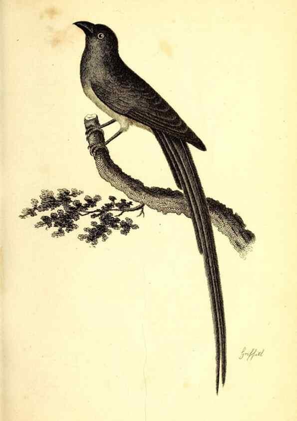 Reproducción/Reproduction 49830110678: General zoology, or Systematic natural history. London,Printed for G. Kearsley,1800-1826.. 