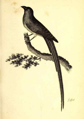 Reproducción/Reproduction 49830110678: General zoology, or Systematic natural history. London,Printed for G. Kearsley,1800-1826.. 