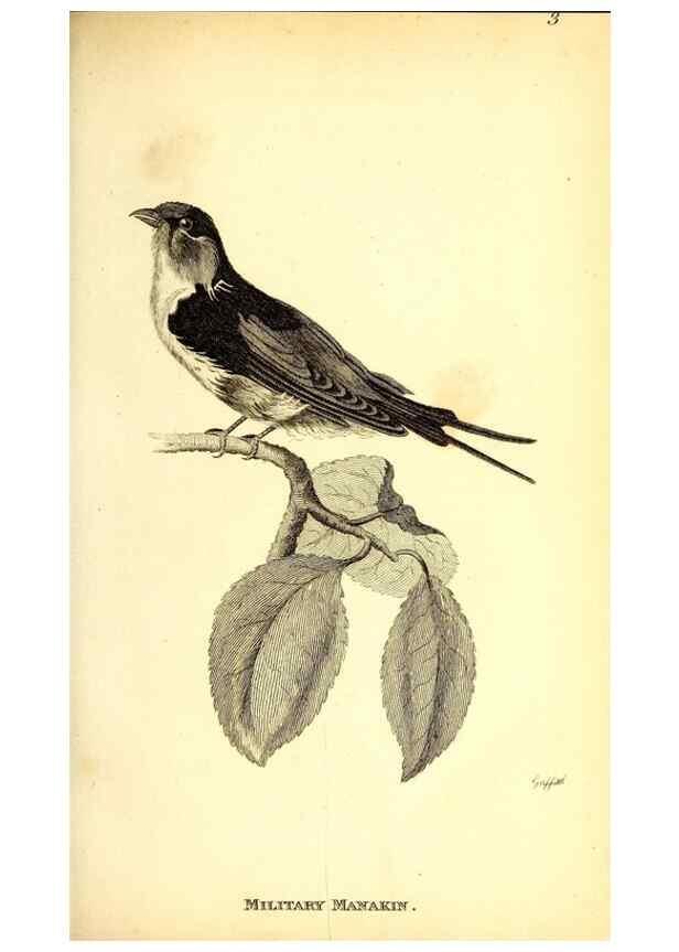 Reproducción/Reproduction 49830643296: General zoology, or Systematic natural history. London,Printed for G. Kearsley,1800-1826.. 