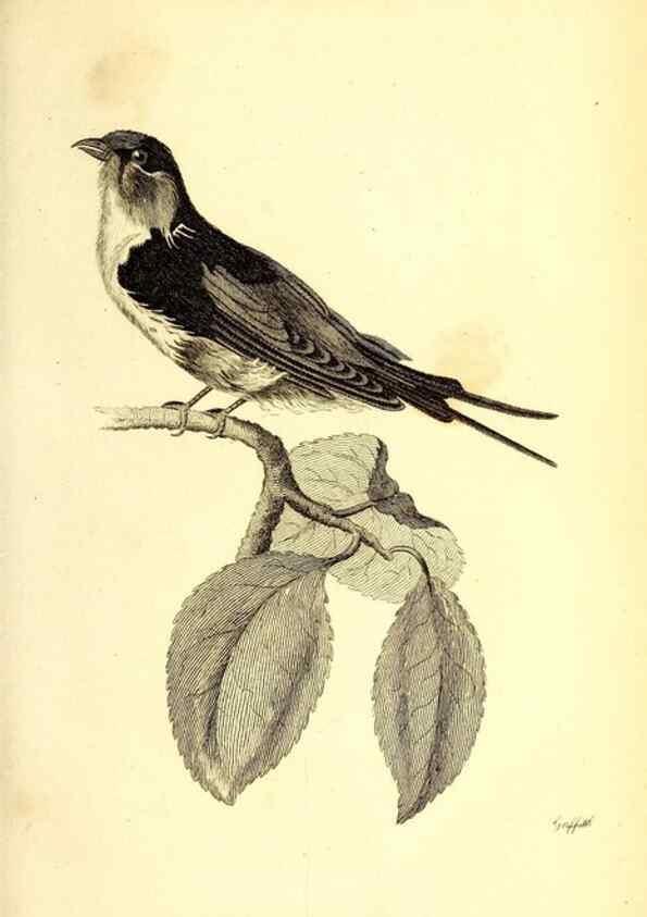 Reproducción/Reproduction 49830643296: General zoology, or Systematic natural history. London,Printed for G. Kearsley,1800-1826.. 
