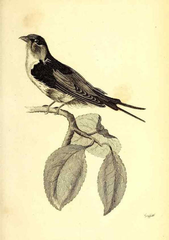 Reproducción/Reproduction 49830643296: General zoology, or Systematic natural history. London,Printed for G. Kearsley,1800-1826.. 