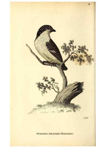 Reproducción/Reproduction 49830952947: General zoology, or Systematic natural history. London,Printed for G. Kearsley,1800-1826.. 