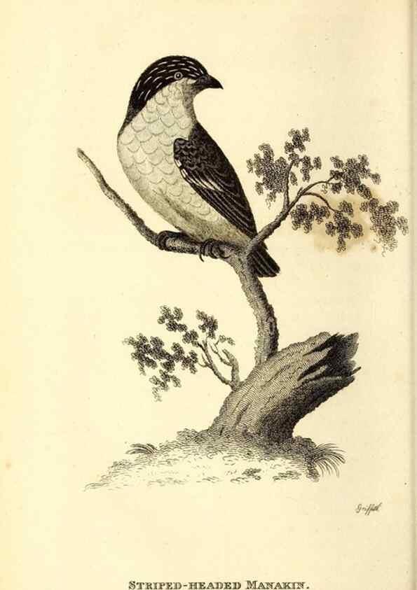 Reproducción/Reproduction 49830952947: General zoology, or Systematic natural history. London,Printed for G. Kearsley,1800-1826.. 