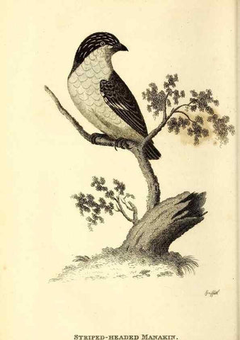 Reproducción/Reproduction 49830952947: General zoology, or Systematic natural history. London,Printed for G. Kearsley,1800-1826.. 