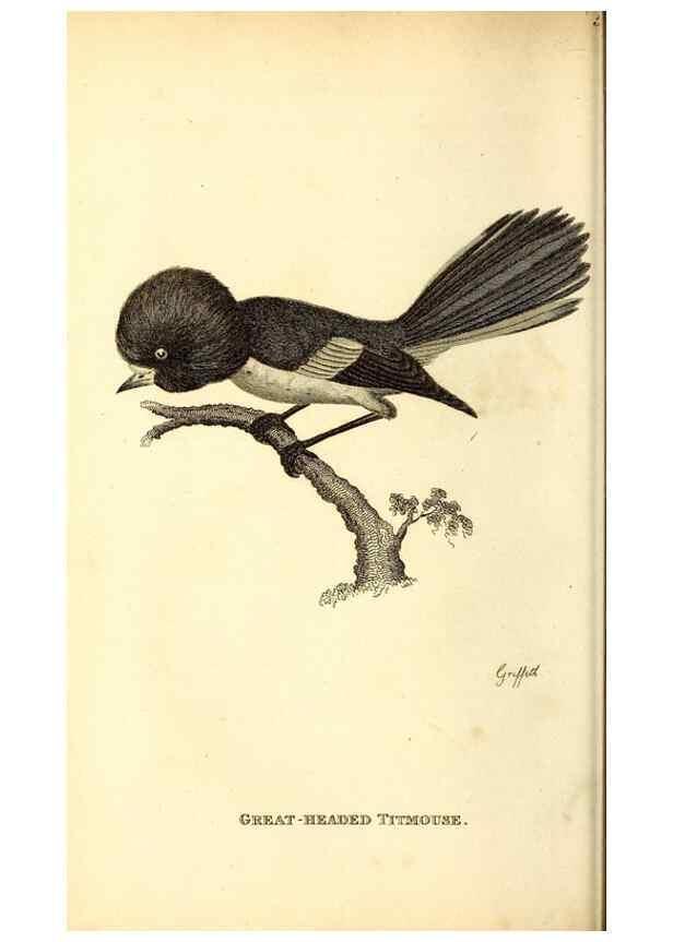Reproducción/Reproduction 49830643711: General zoology, or Systematic natural history. London,Printed for G. Kearsley,1800-1826.. 