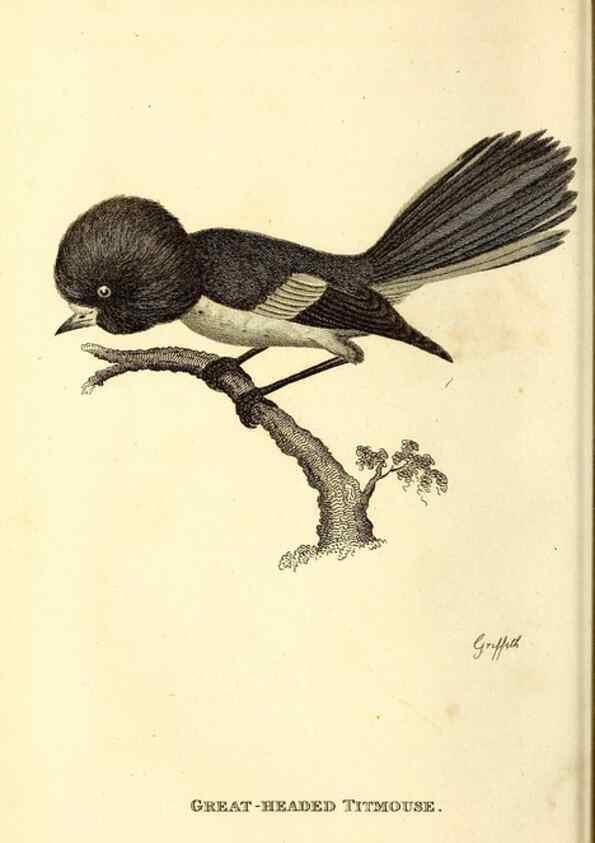 Reproducción/Reproduction 49830643711: General zoology, or Systematic natural history. London,Printed for G. Kearsley,1800-1826.. 