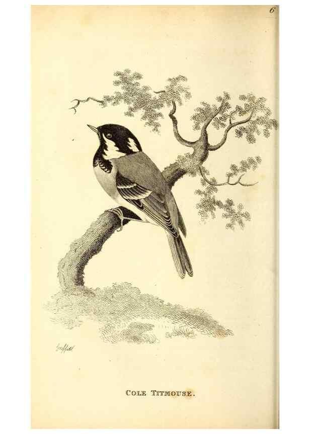 Reproducción/Reproduction 49830953477: General zoology, or Systematic natural history. London,Printed for G. Kearsley,1800-1826.. 