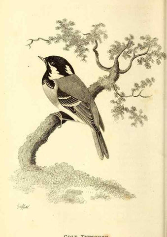 Reproducción/Reproduction 49830953477: General zoology, or Systematic natural history. London,Printed for G. Kearsley,1800-1826.. 