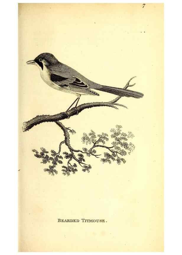 Reproducción/Reproduction 49830953762: General zoology, or Systematic natural history. London,Printed for G. Kearsley,1800-1826.. 