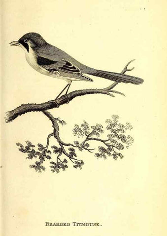 Reproducción/Reproduction 49830953762: General zoology, or Systematic natural history. London,Printed for G. Kearsley,1800-1826.. 
