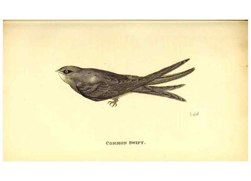 Reproducción/Reproduction 49830954042: General zoology, or Systematic natural history. London,Printed for G. Kearsley,1800-1826.. 