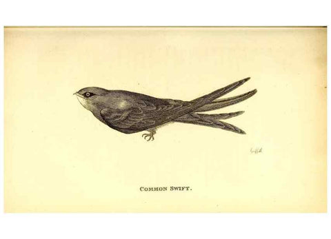 Reproducción/Reproduction 49830954042: General zoology, or Systematic natural history. London,Printed for G. Kearsley,1800-1826.. 